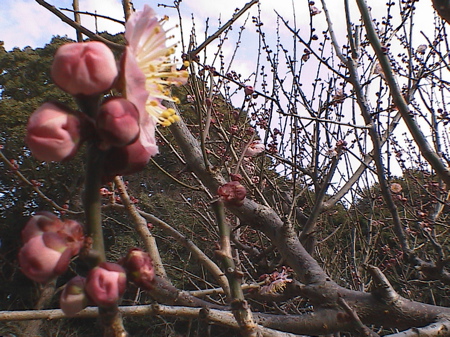 もう少しあとでね。_d0035397_16505592.jpg