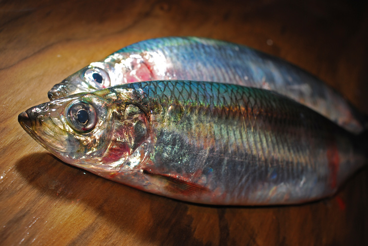 鰊 にしん 春を告げるお魚です 魚屋三代目日記 鰊 にしん 春を告げるお魚です 魚屋三代目日記