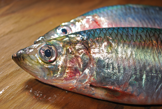 鰊 にしん 春を告げるお魚です 魚屋三代目日記