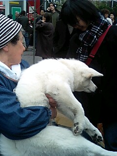 １７日。渋谷のハチ公像前に、秋田犬が登場！_e0045856_20103375.jpg