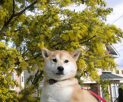 2007年2月17日(土)ミモザの花_f0060461_20421075.jpg