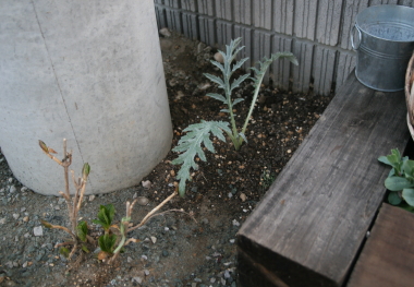 e0102713_71482.jpg