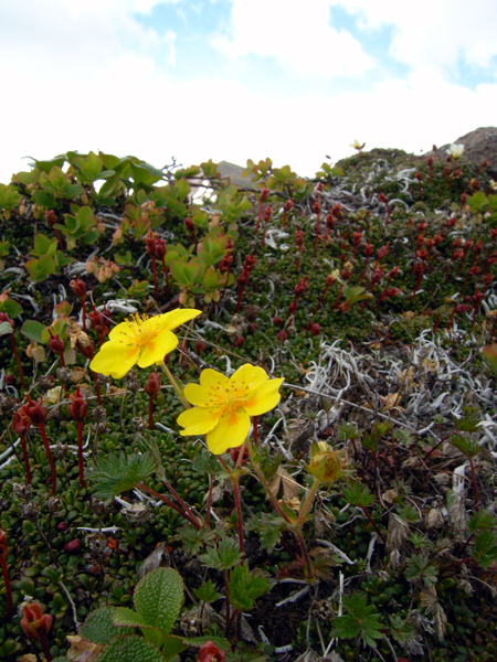 大雪の高山植物（２）_d0054625_20491461.jpg