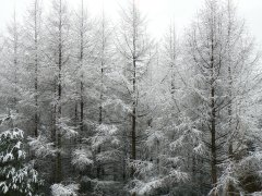 待望の雪&JWA主催歩きたくなる道500選・信玄堤_f0019247_21135181.jpg