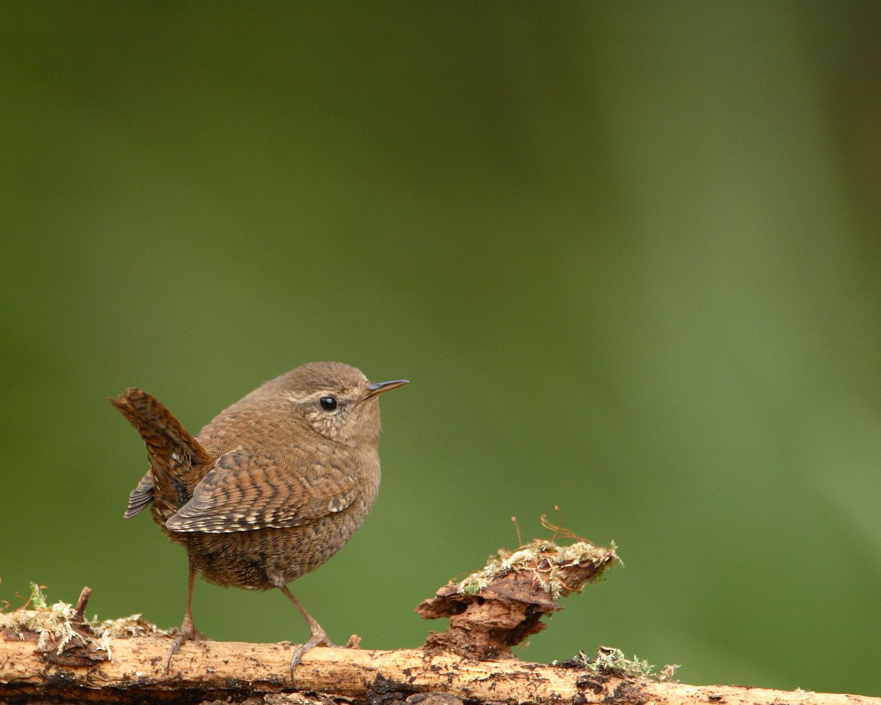 チョー可愛いミソサザイ Life With Birds 3