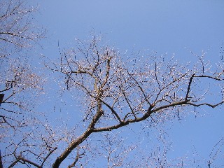 a0087378_78088.jpg