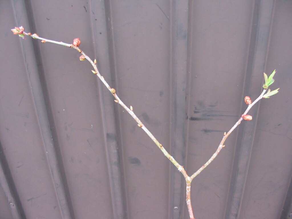 葉芽の動き出しの状況 ブルーベリーの育て方 栽培 ブルーベリー ノート Blueberrynote