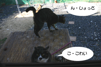a0041108_20414058.gif