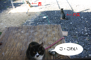 a0041108_20421123.gif