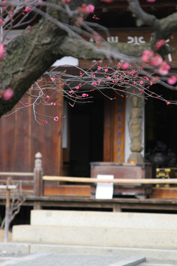 甲州市塩山高野山放光寺でウメの花を見ておみくじを引いた日 Minami Alps Photo Magazine