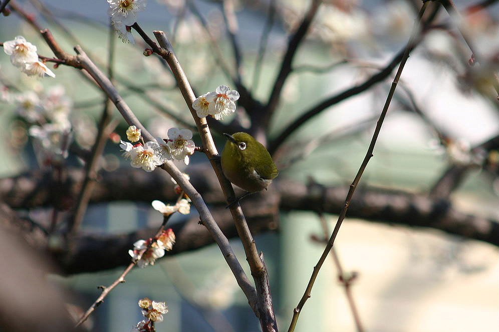 府中市郷土の森2_c0007169_23142152.jpg