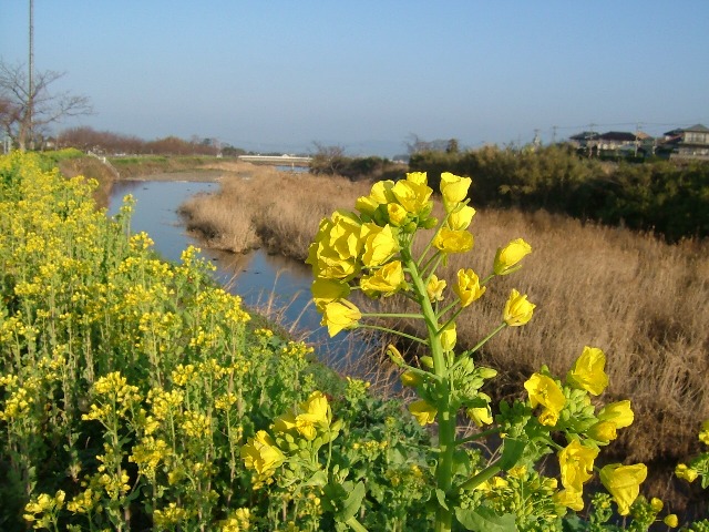 土手の菜の花_e0101769_21545120.jpg