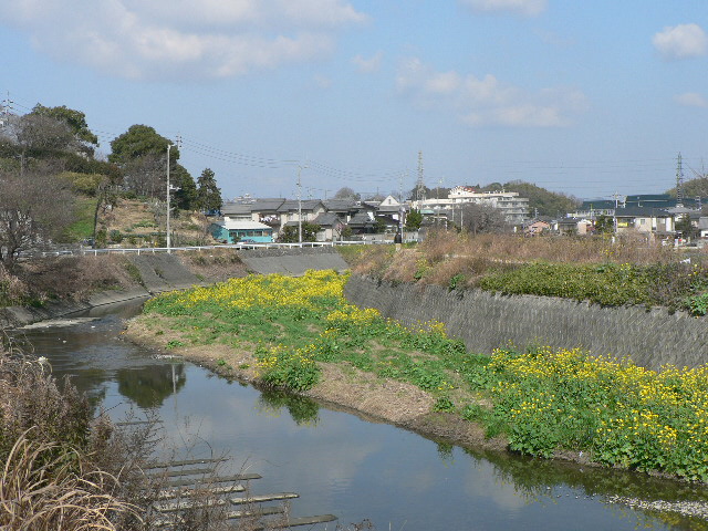 今年の菜の花_d0061286_917164.jpg