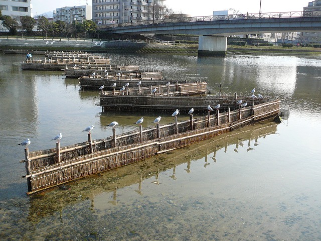 室見川の春 ご機嫌いかが