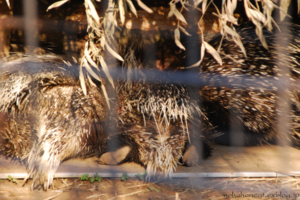 上野動物園オフ④_b0108211_21563821.jpg