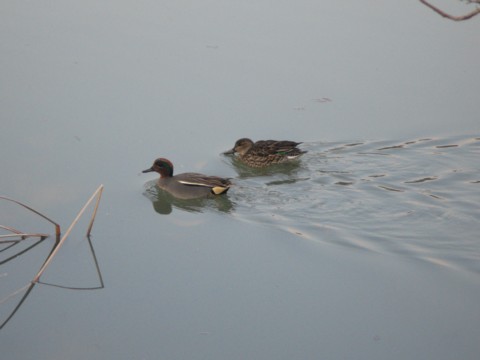 調整池のカモものんびりと　　　　’０７/０２/２０_d0048812_11524449.jpg