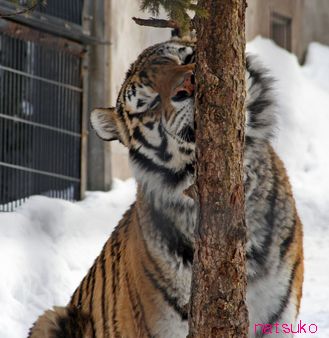 トラもただの猫?! －旭山動物園 その2－_f0077759_734417.jpg