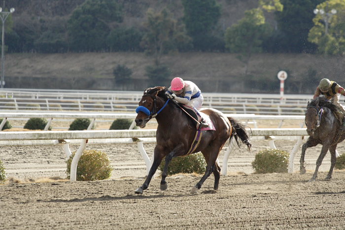 赤岡修次騎手、通算勝利900勝達成！！_a0077663_9443738.jpg