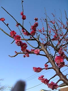 a0083864_01170.jpg