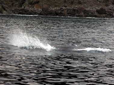 クジラ親子_b0033573_2284093.jpg