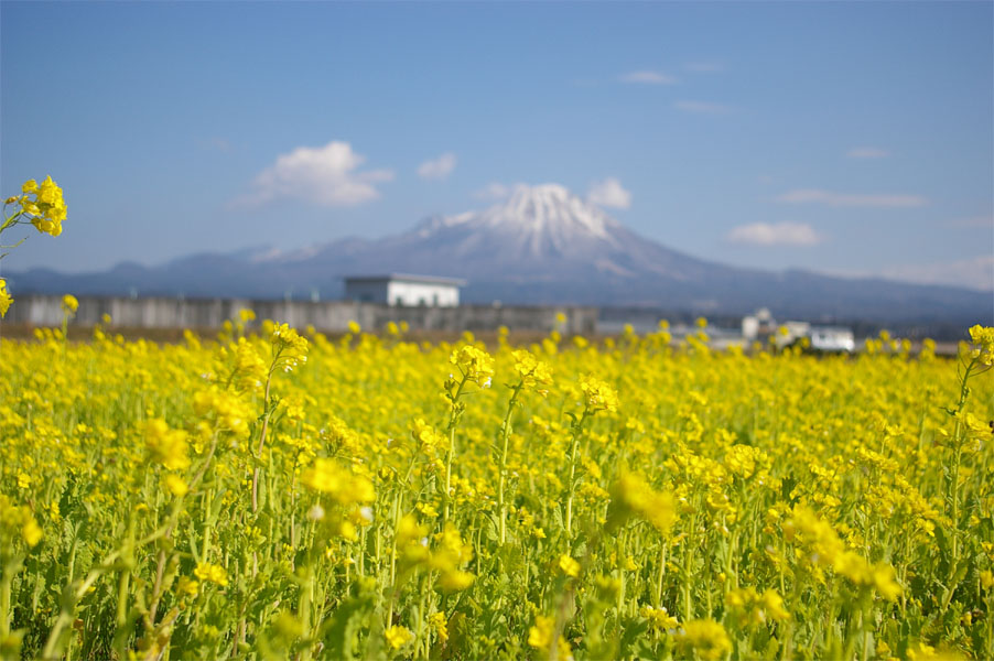 八幡／春待ち大山_f0115992_21135475.jpg