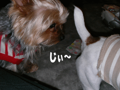 b0097394_242248.gif
