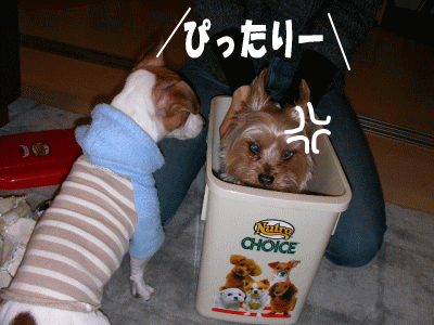 2007/2/18(日) うずちゃんの宝物_b0097394_25559.gif