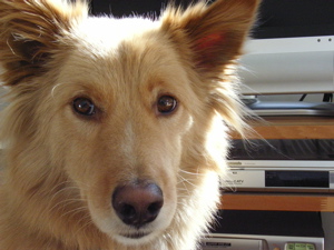 犬除けには巻尺 日常と夢の記憶 犬除けには巻尺 日常と夢の記憶