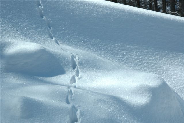 #053 雪の小景　（美ヶ原Ⅱ）_d0043211_112261.jpg