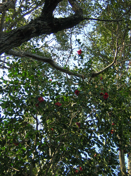 d0088611_1774994.jpg
