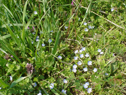 c0000718_179773.jpg