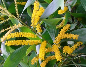 ユーカリの花?_a0043520_045185.jpg