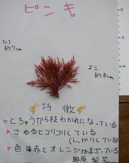 クジラ オリジナル海藻図鑑 くらちゃんチーム 女子 葉山マリンキッズ