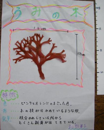 クジラ オリジナル海藻図鑑 くらちゃんチーム 女子 葉山マリンキッズ