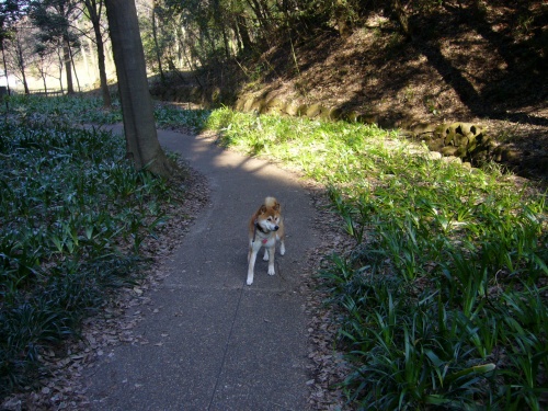 四季の森公園ふれあいの森_d0099829_22494427.jpg