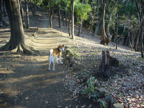 四季の森公園ふれあいの森_d0099829_22504390.jpg