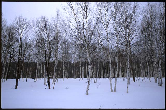 流氷ツアー　2003年2月12日　幌加温泉から女満別（帰途）_b0087456_0442775.jpg