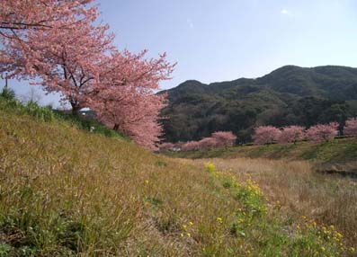 河津桜見物_e0052376_1341624.jpg