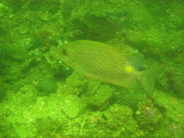 Dive in Langkawi-2_f0067584_2334316.jpg