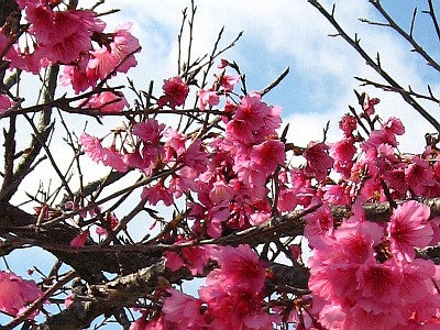 昨日の話題は暗すぎたので沖縄の桜はいかがでしょうか．_b0055196_2384995.jpg