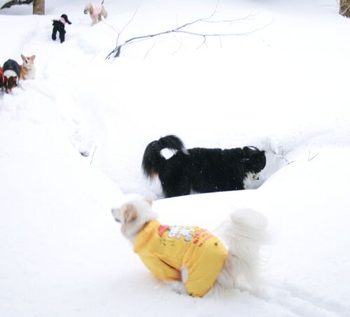 雪遊びバスツアー　その２　／　Snow Bus Tour Part 2_a0032004_16392243.jpg