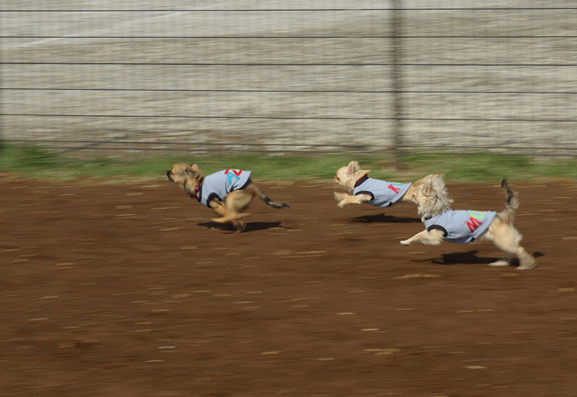 c0031105_1828516.gif