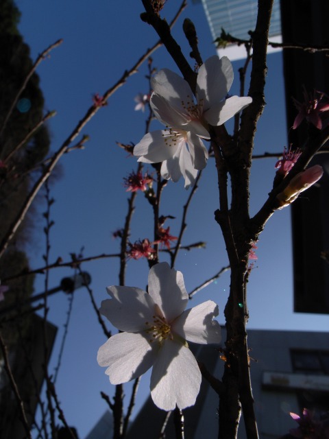 赤坂日枝神社にて_c0071611_1042745.jpg