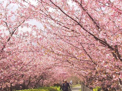 桜満開♪_a0049614_7191154.jpg