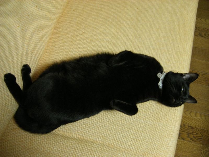 真似っこネコ_c0025115_21513866.jpg