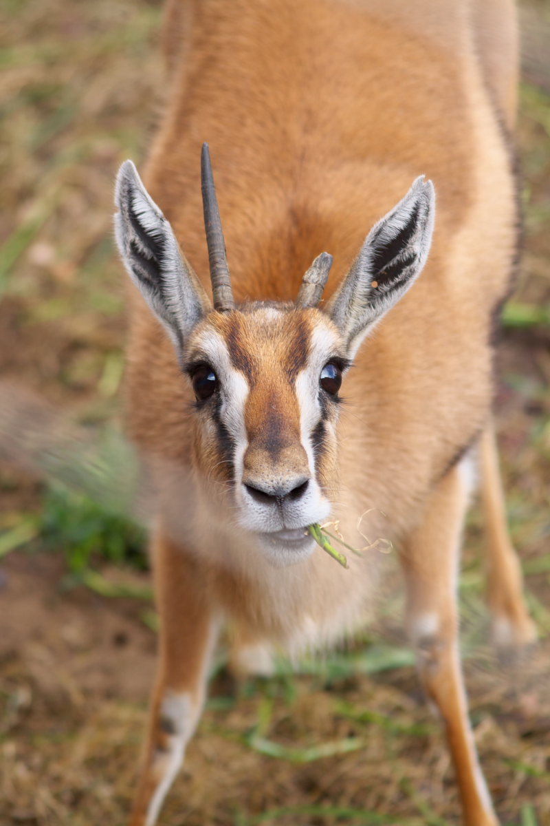 天王寺動物園159 多忙なサラリーマンのお散歩写真館 天王寺動物園159 多忙なサラリーマンのお散歩写真館
