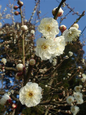 冬の花回廊～大山そば～_b0102728_1212840.jpg