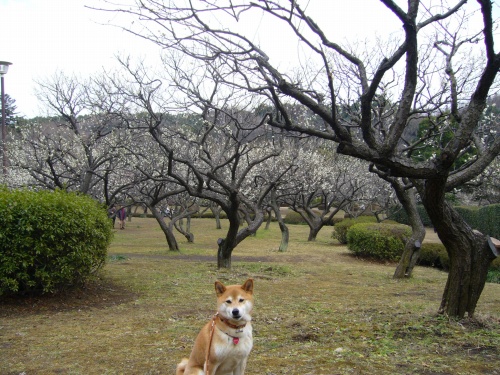 薬師池公園_d0099829_2224063.jpg