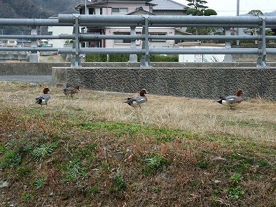 Wild ducks_c0038334_21585784.jpg