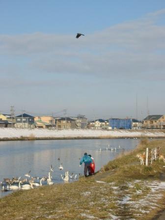 鮭のふるさと　新井田川_d0108344_1258355.jpg